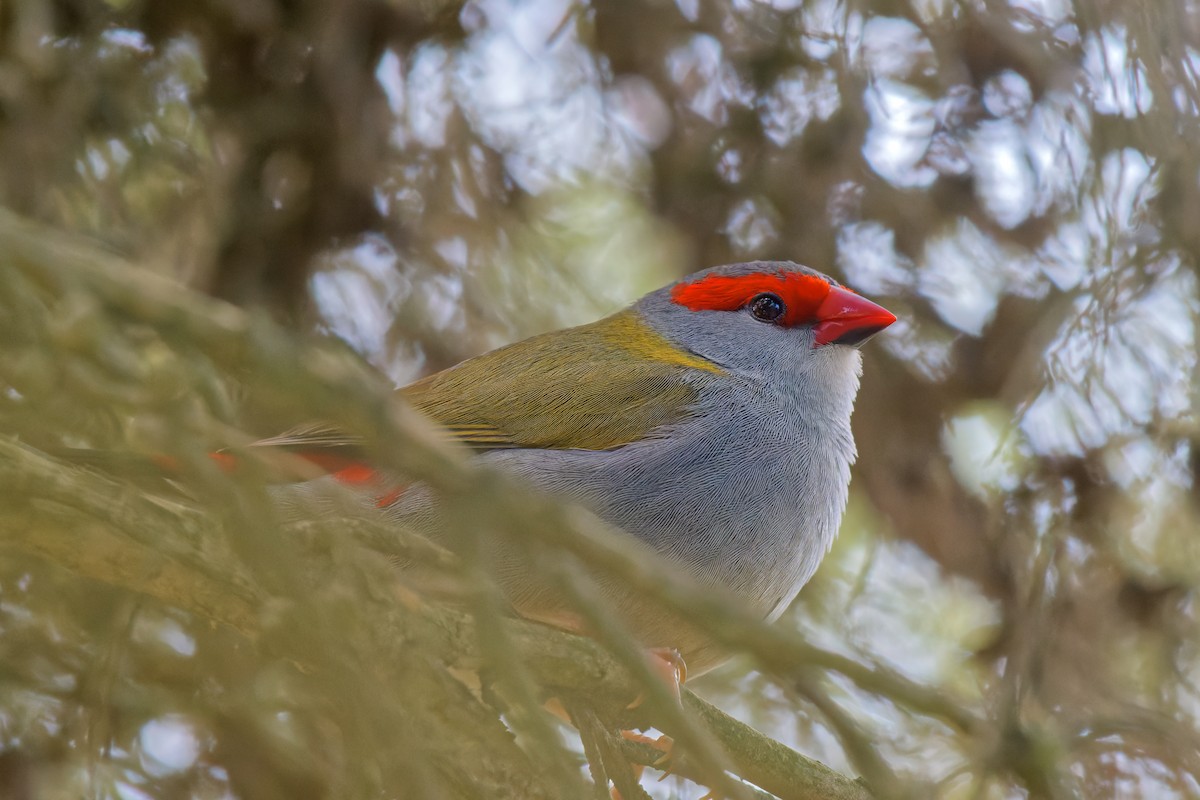 Red-browed Firetail - ML643477630