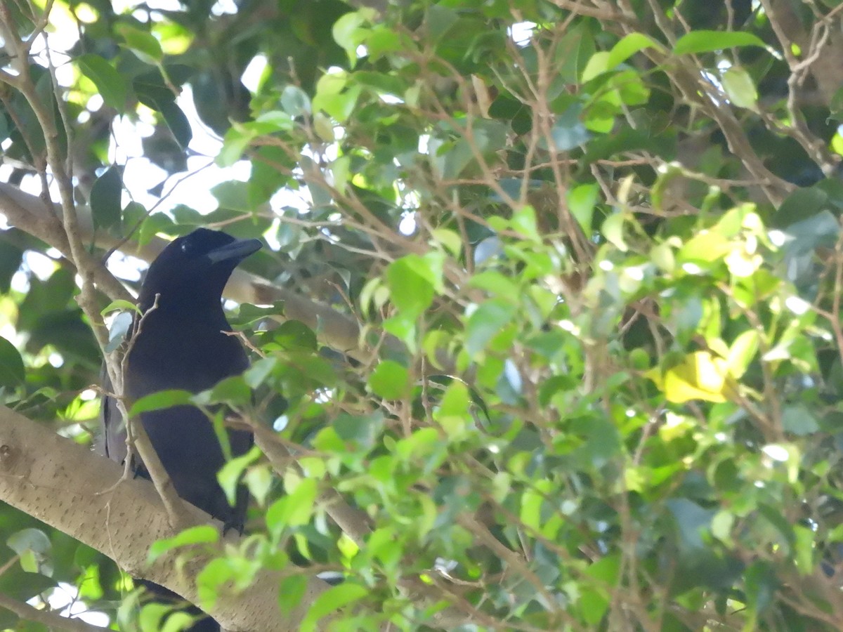 Purplish Jay - ML643477654