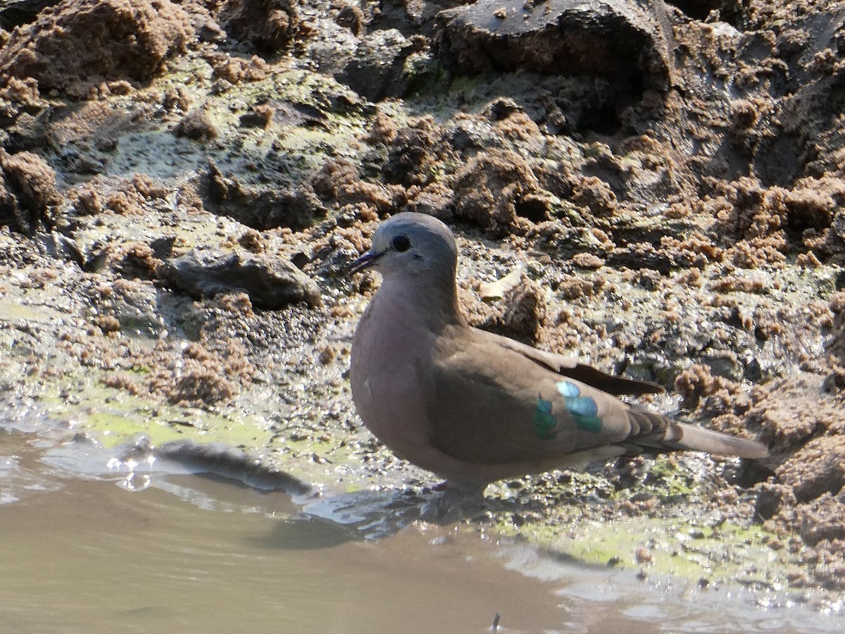 Emerald-spotted Wood-Dove - ML643477674