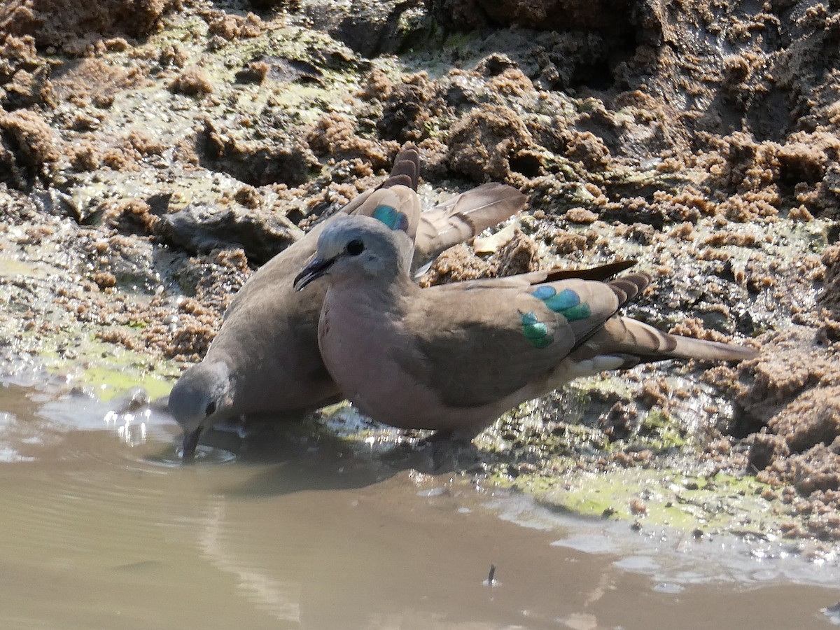 Emerald-spotted Wood-Dove - ML643477675