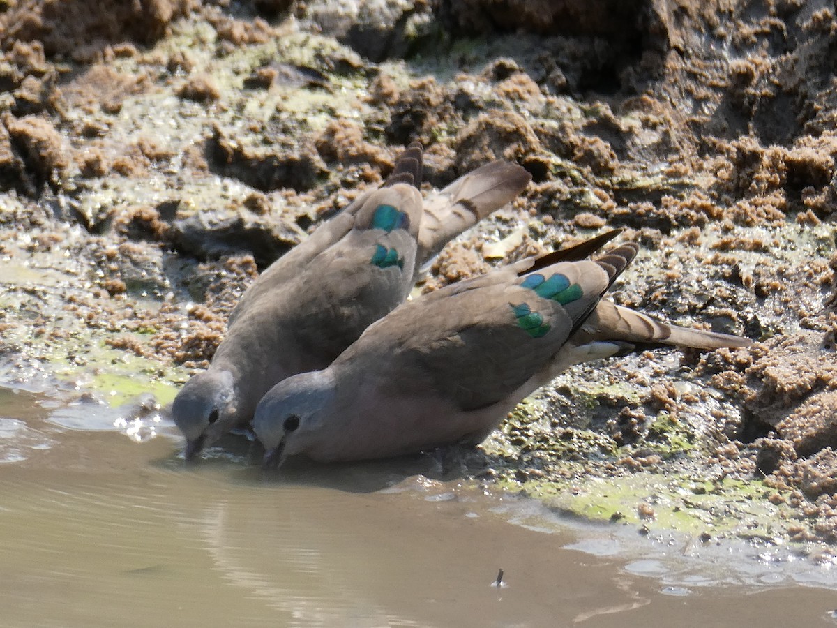 Emerald-spotted Wood-Dove - ML643477676
