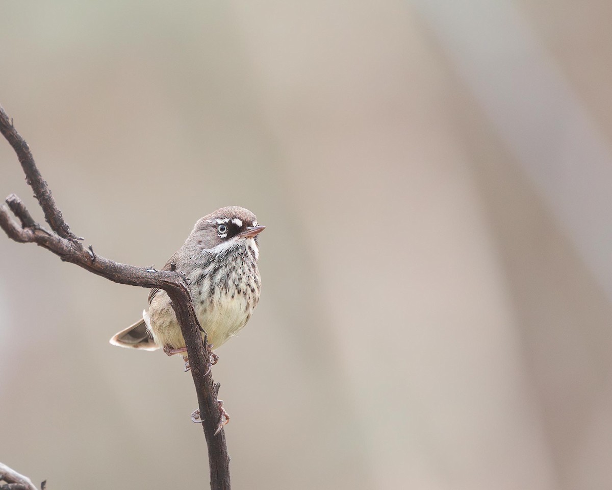 Spotted Scrubwren - ML643477680
