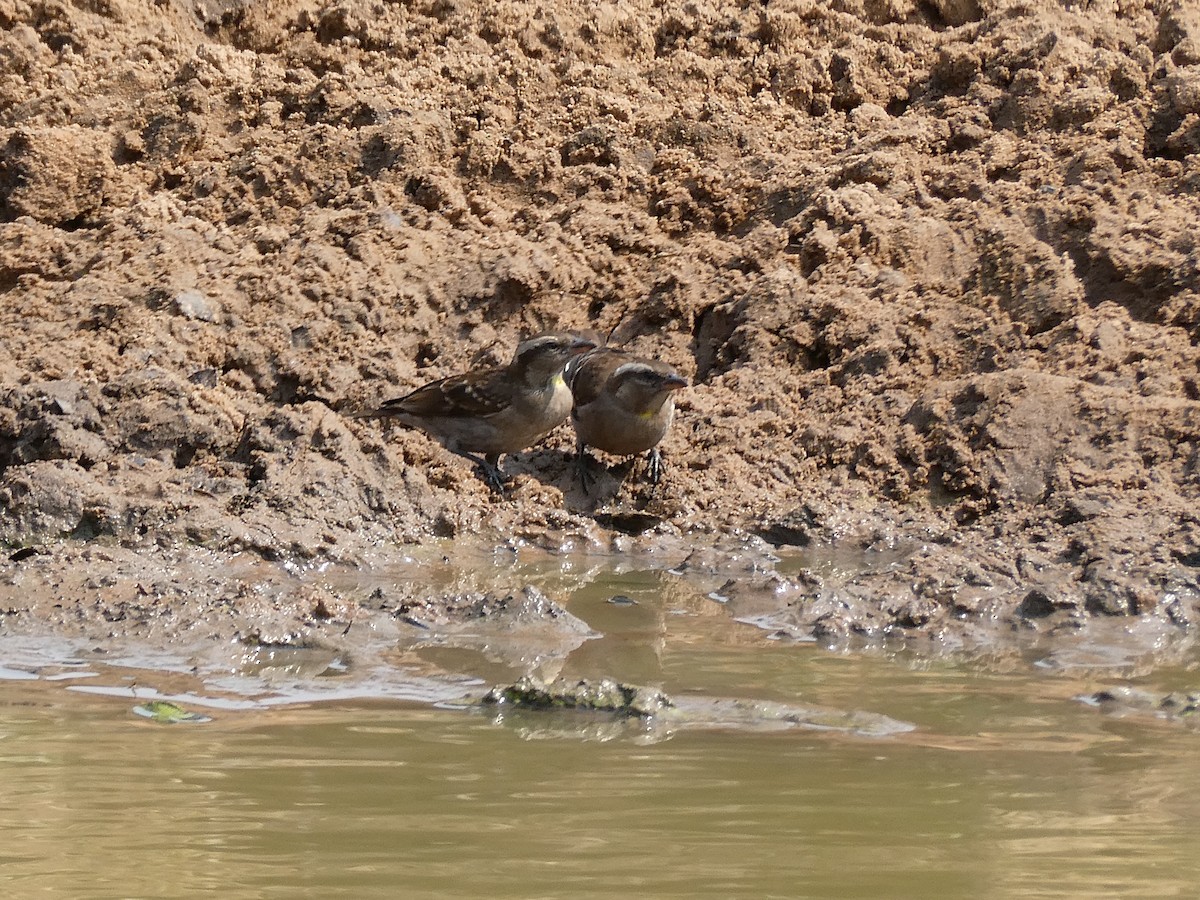 Yellow-throated Bush Sparrow - ML643477683
