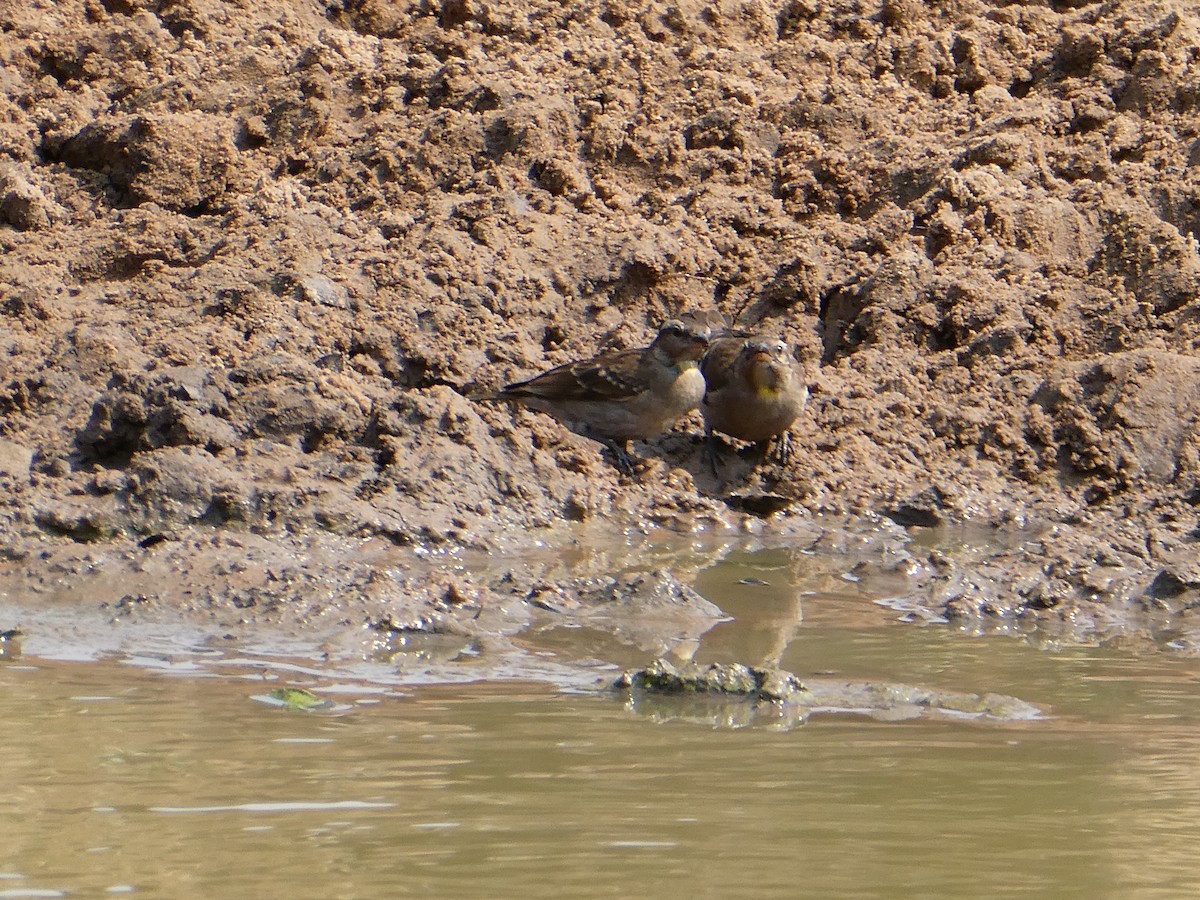 Yellow-throated Bush Sparrow - ML643477684
