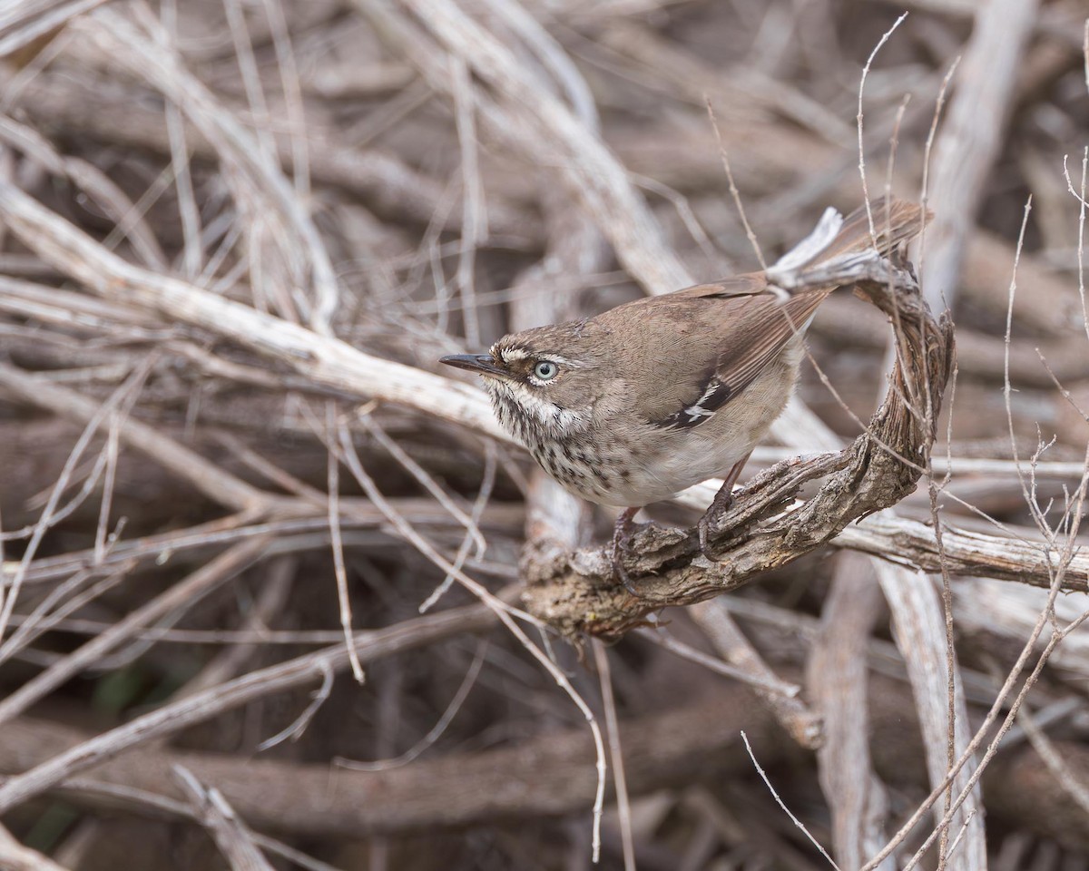 Spotted Scrubwren - ML643477708
