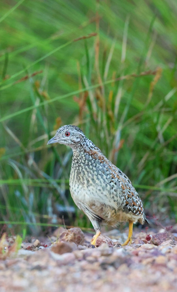 Painted Buttonquail - ML643477718