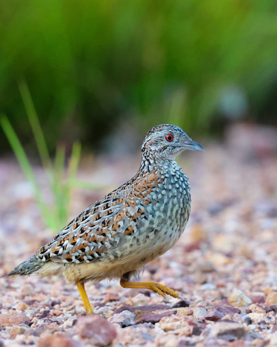 Painted Buttonquail - ML643477719
