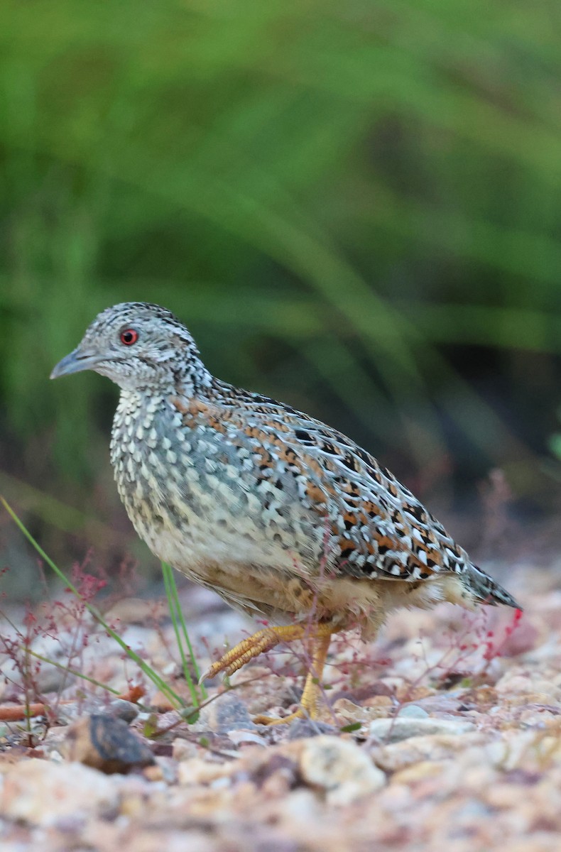Painted Buttonquail - ML643477720