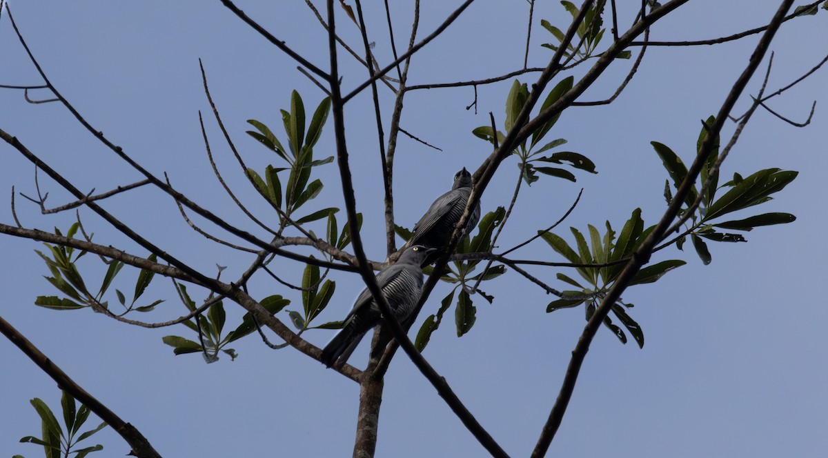 Barred Cuckooshrike - ML643477721