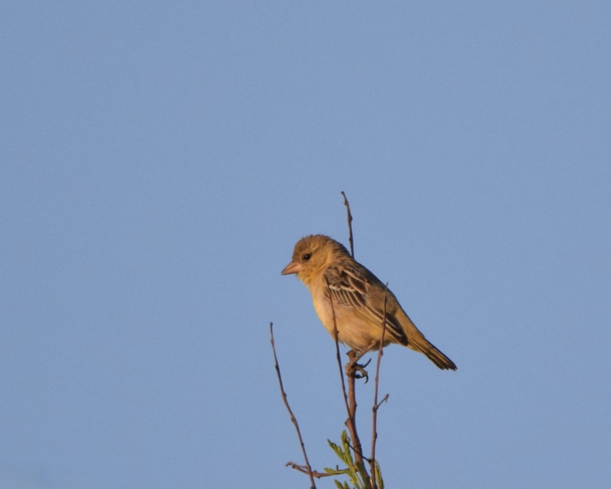 Southern Masked-Weaver - ML643477725