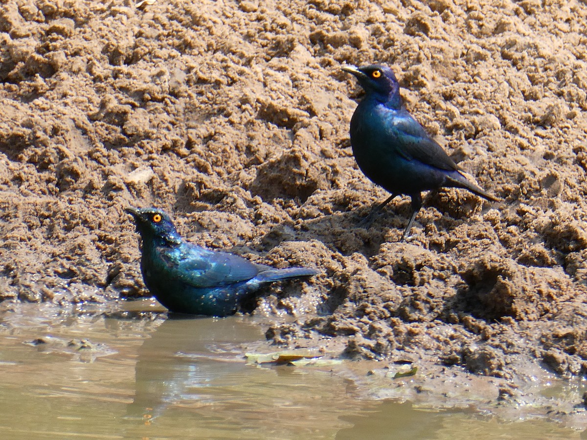 Cape Starling - ML643477728