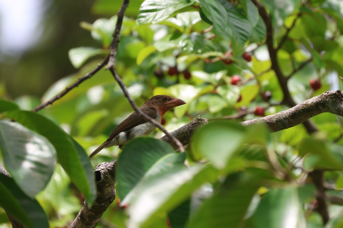 Brown Barbet - ML643477730