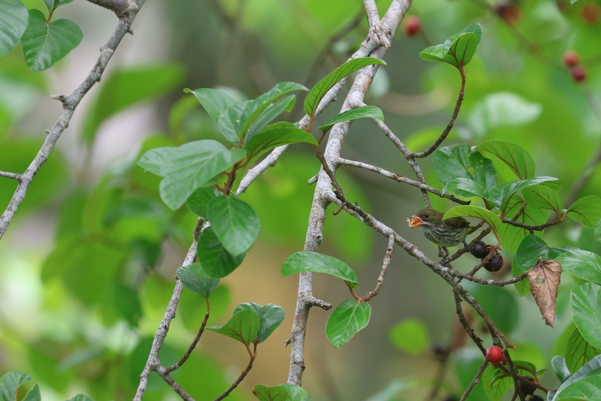 květozob prostý - ML643477745