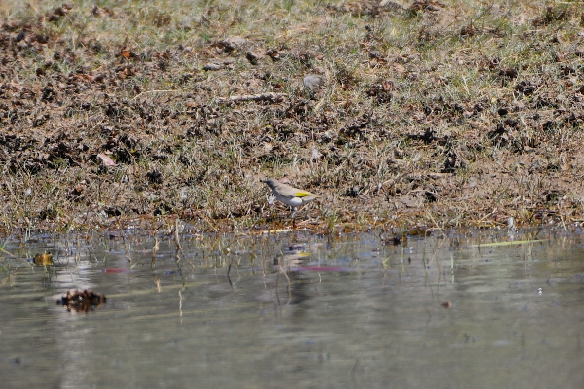Rufous-throated Honeyeater - ML643477746
