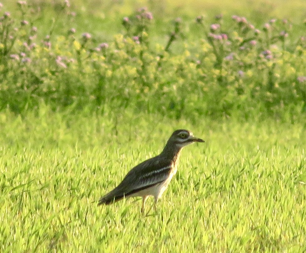 dytík úhorní - ML643477749