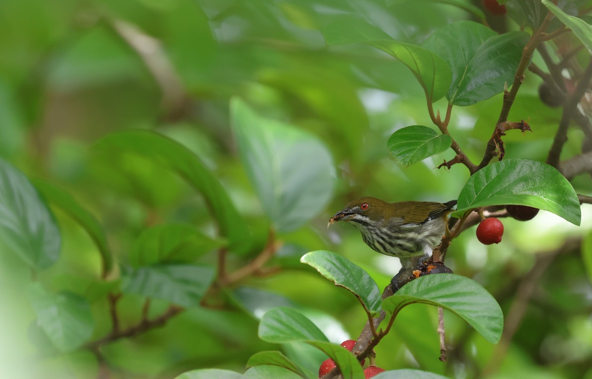 květozob prostý - ML643477751