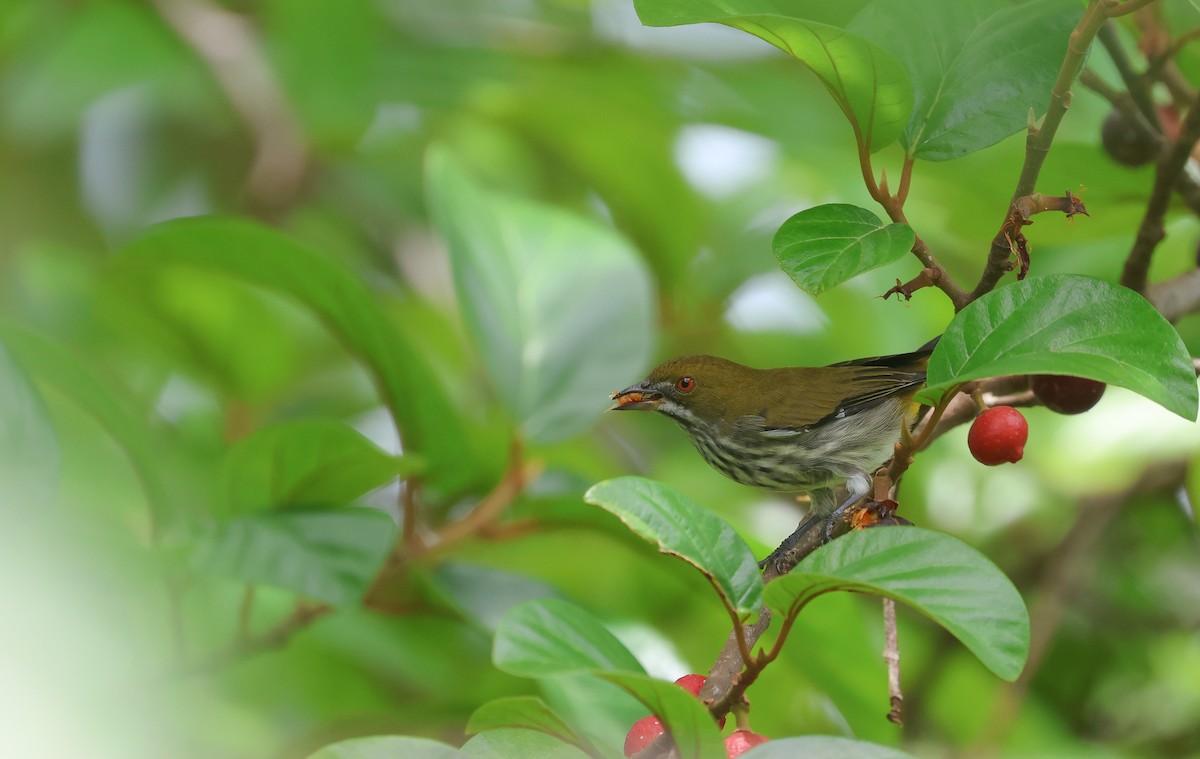 květozob prostý - ML643477752