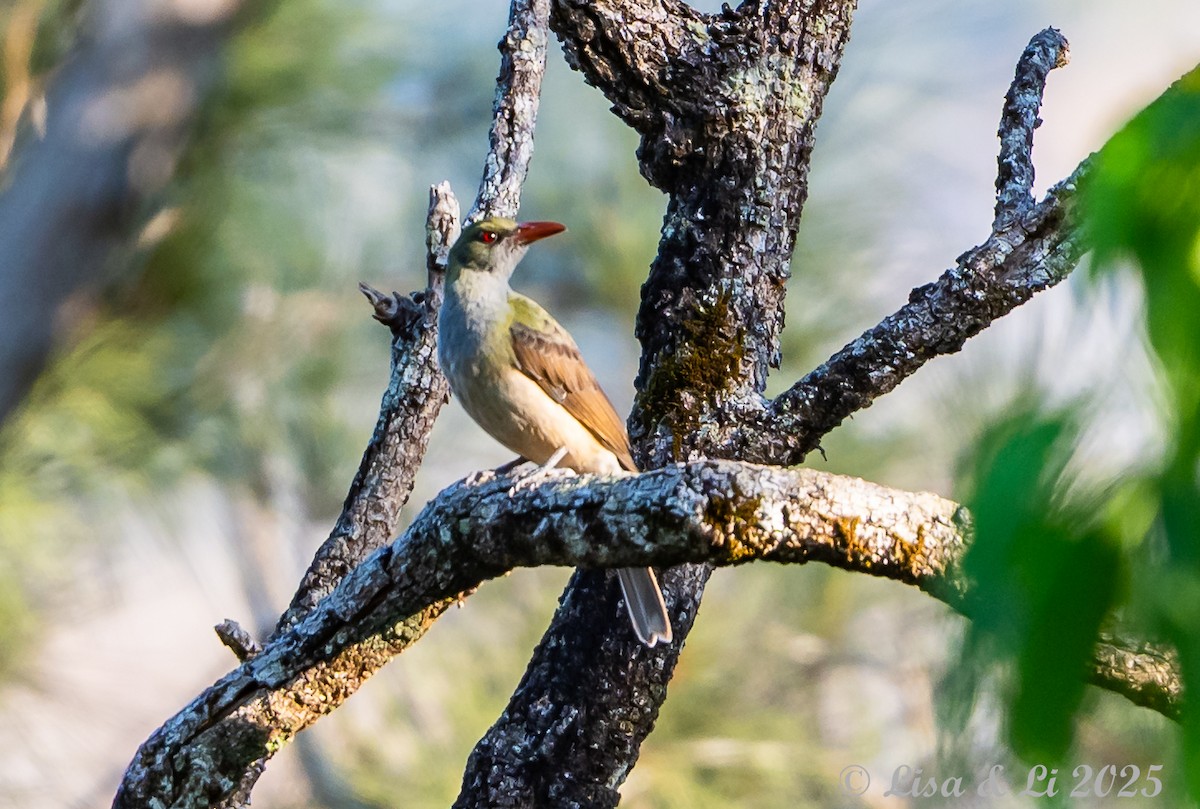 Timor Oriole - ML643477793