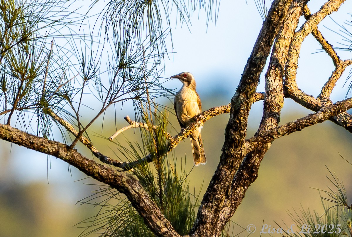 Timor Oriole - ML643477794