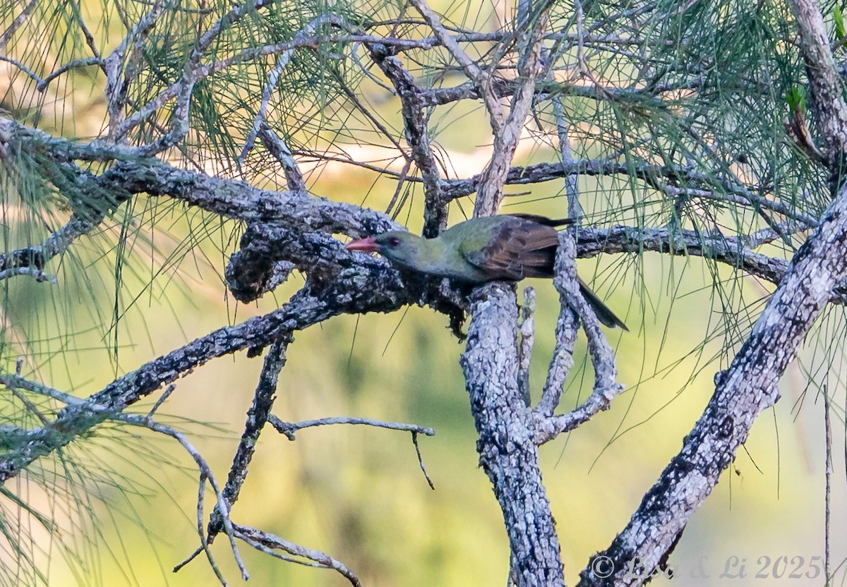 Timor Oriole - ML643477795