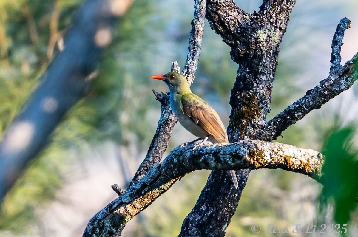 Timor Oriole - ML643477796