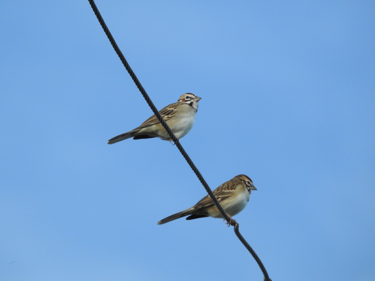 Lark Sparrow - ML643477803