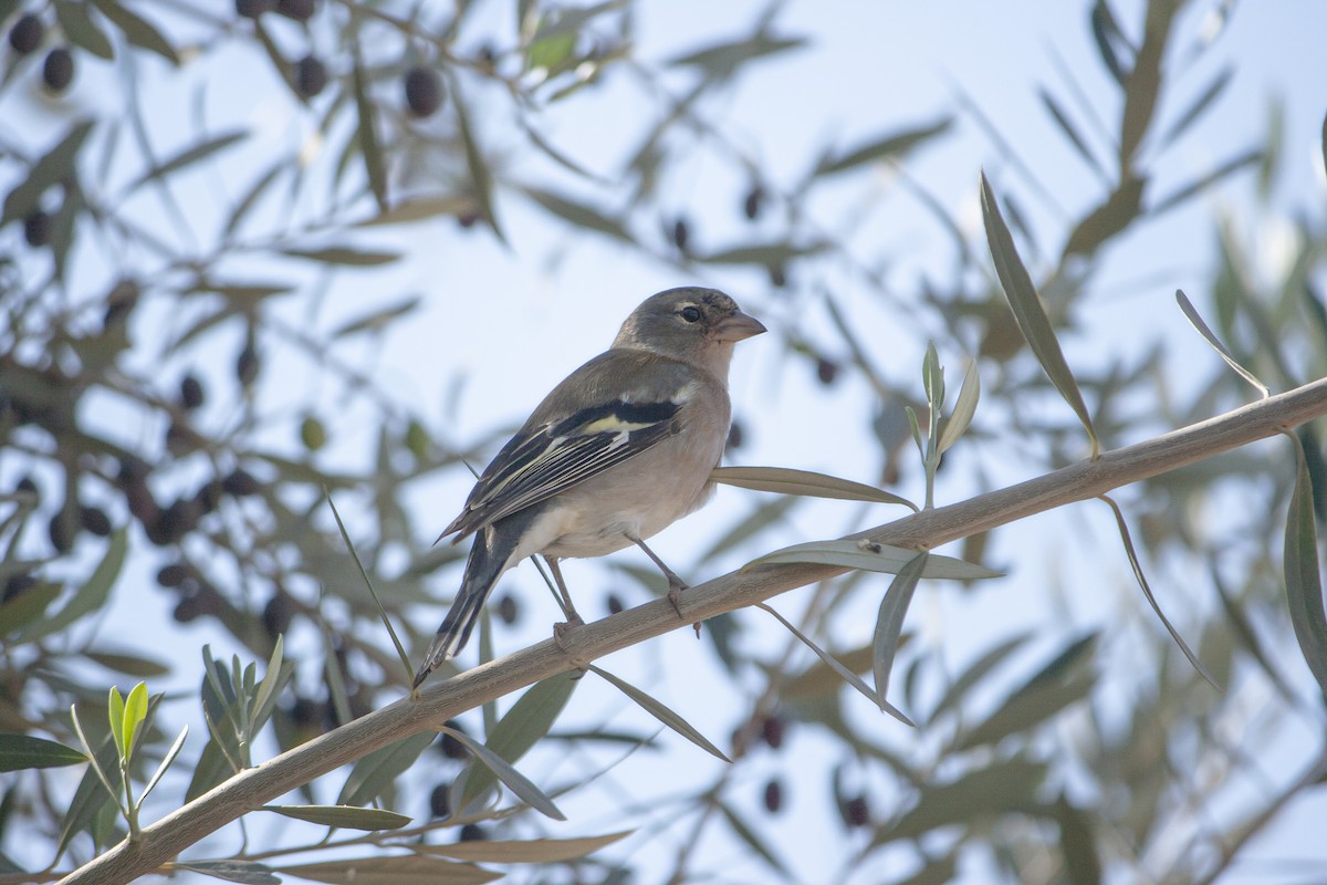 African Chaffinch - ML643477804