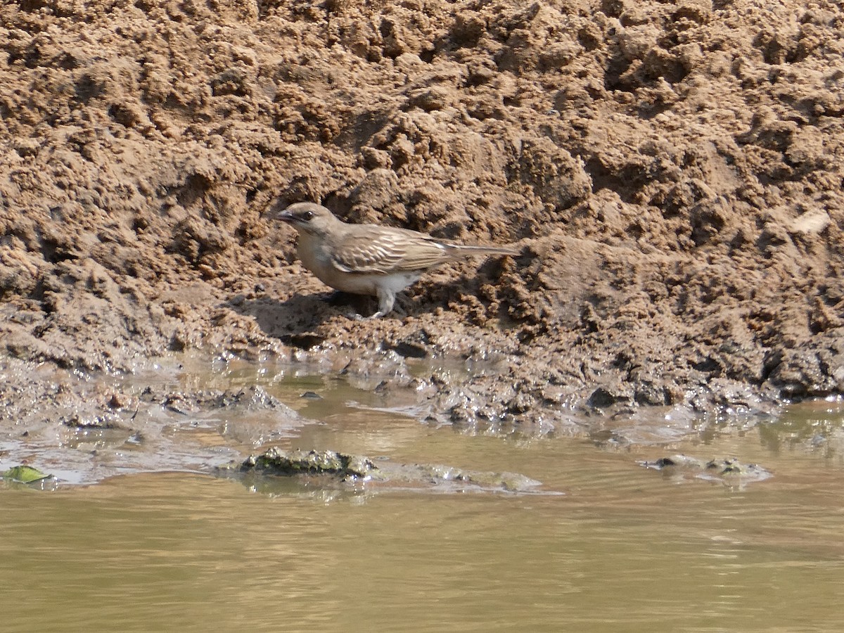 Grand Indicateur - ML643477807