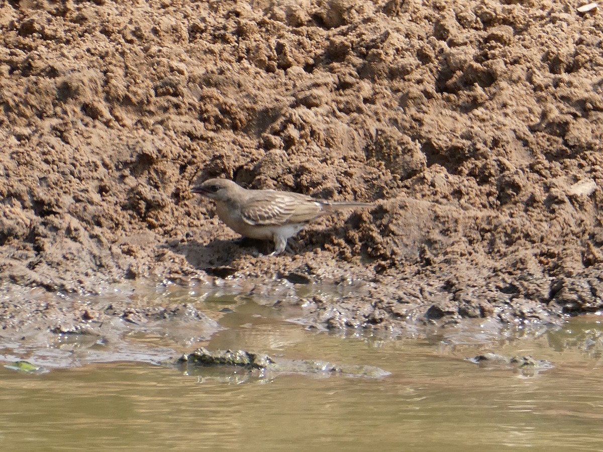 Grand Indicateur - ML643477808