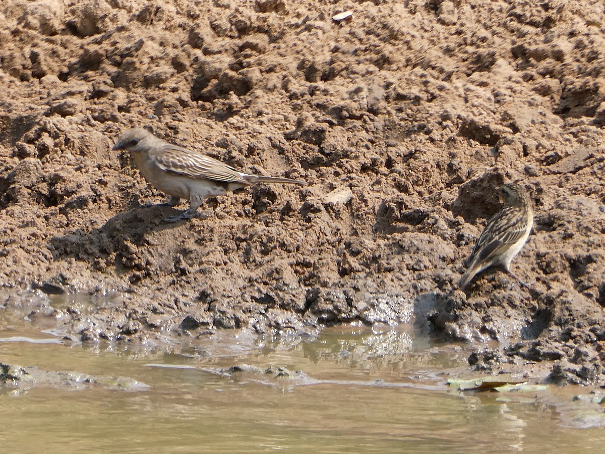 Grand Indicateur - ML643477809