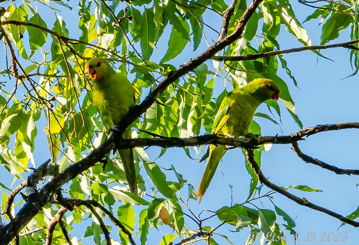 Olive-headed Lorikeet - ML643477812