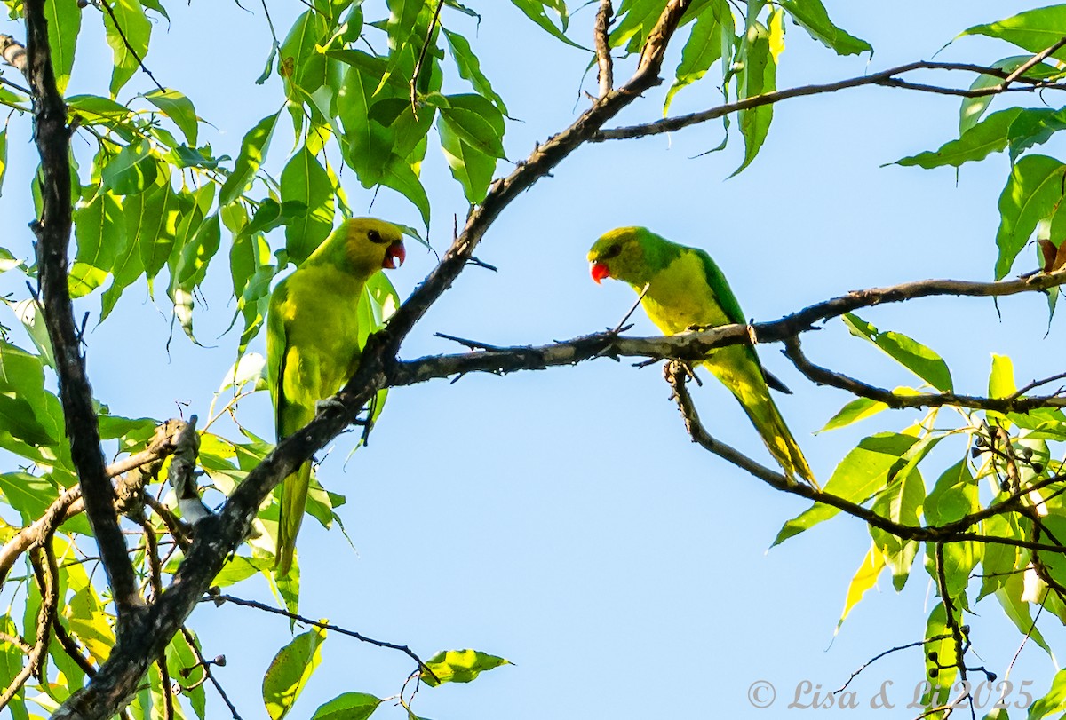 Olive-headed Lorikeet - ML643477813