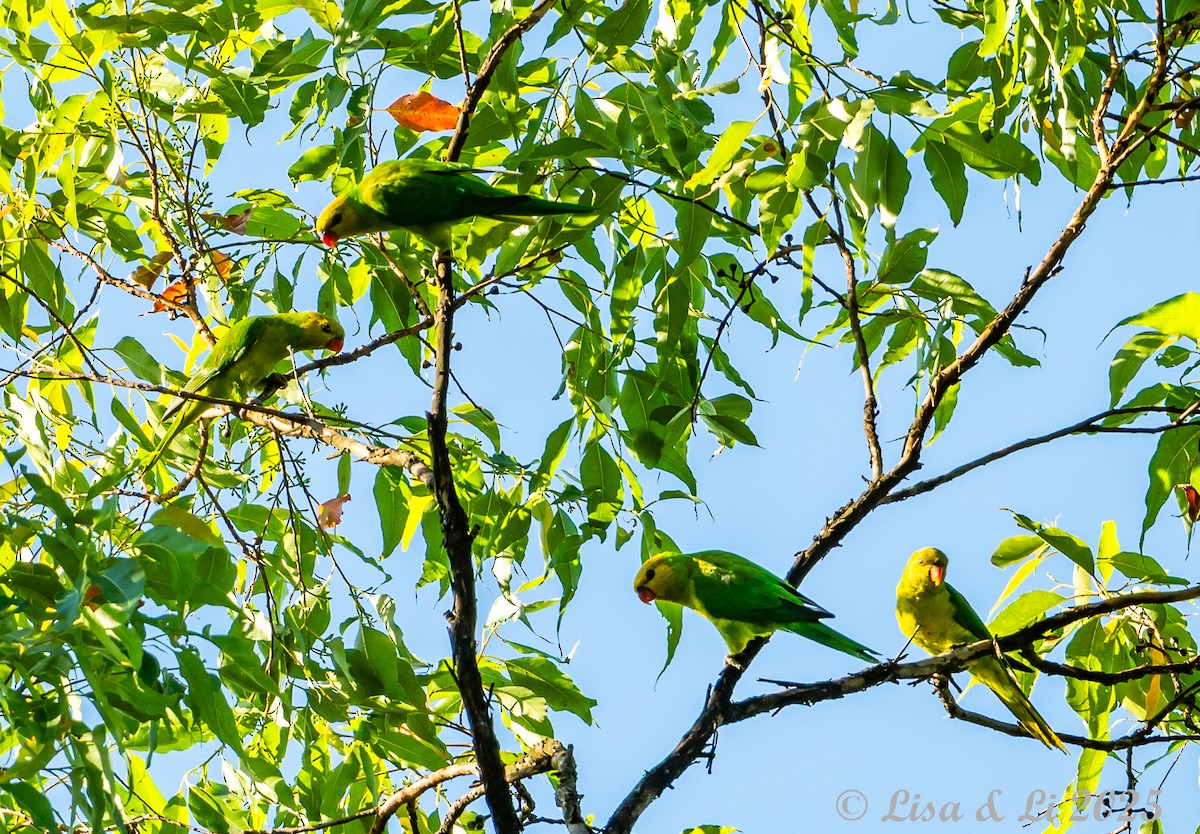 Olive-headed Lorikeet - ML643477814