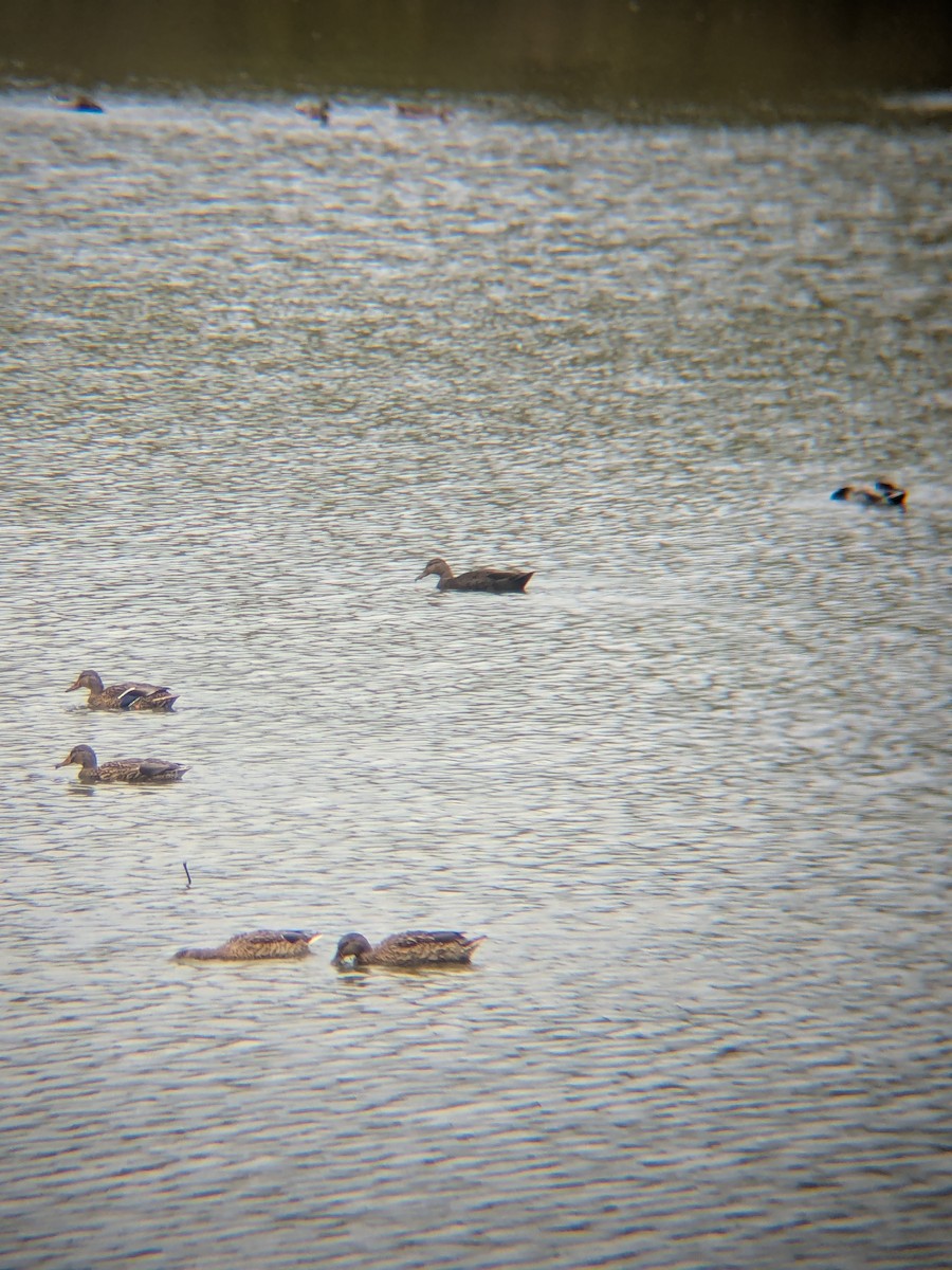 American Black Duck - ML643477820