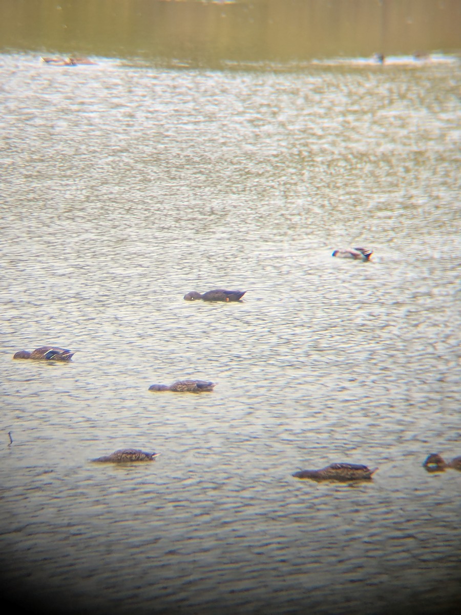 American Black Duck - ML643477821
