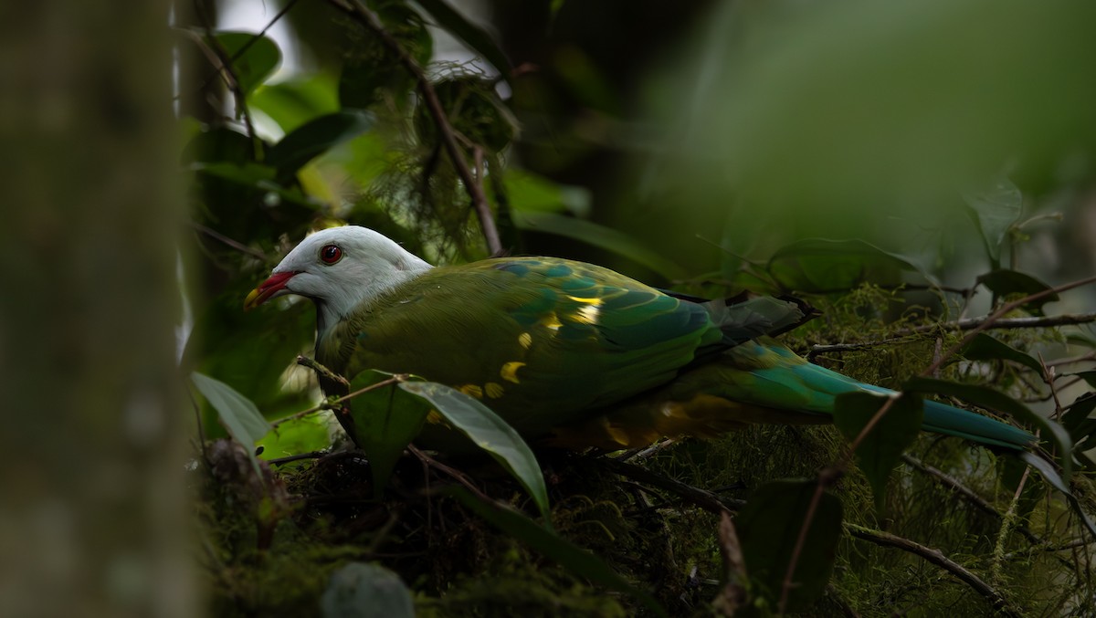 Wompoo Fruit-Dove - ML643477830