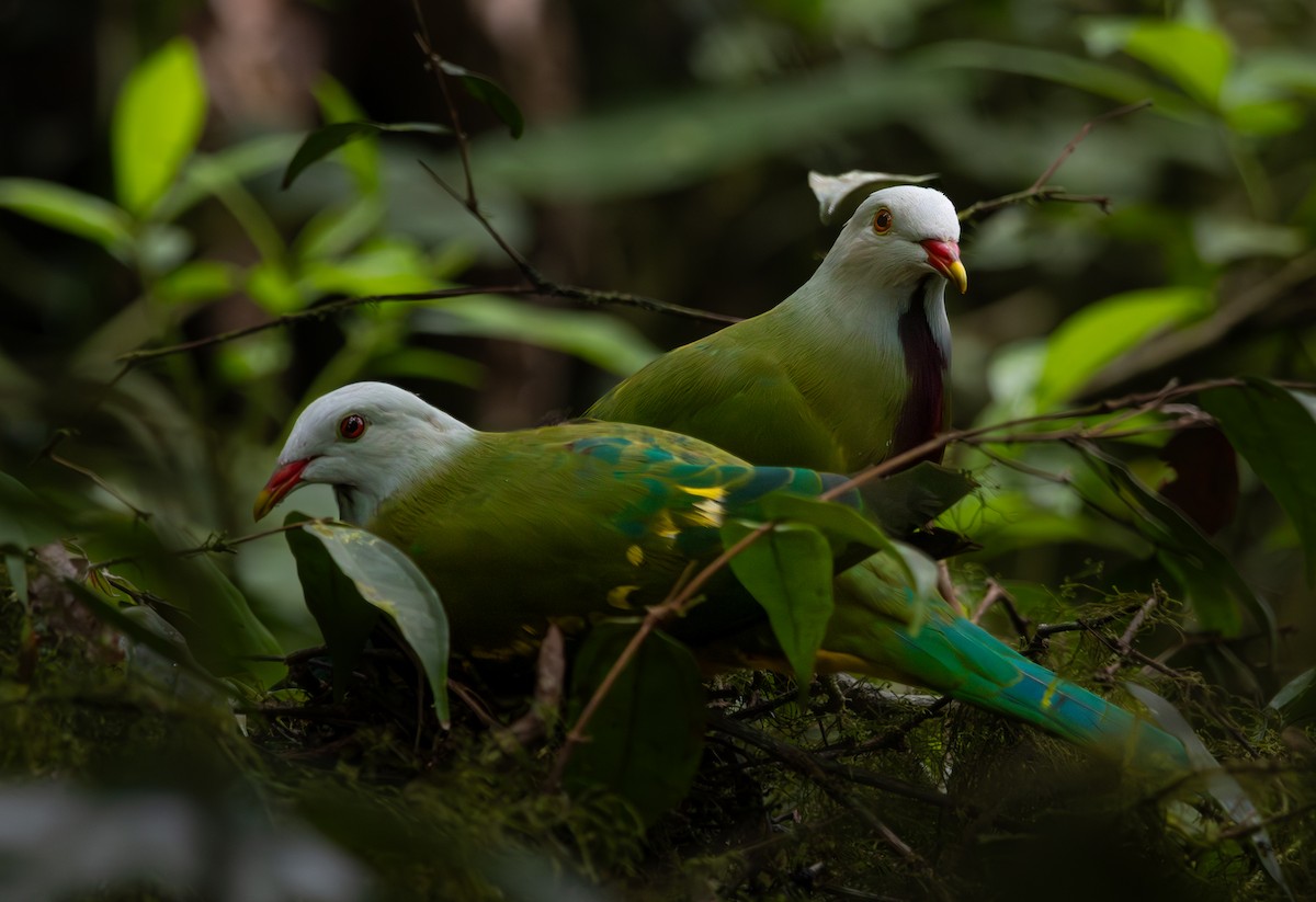 Wompoo Fruit-Dove - ML643477831