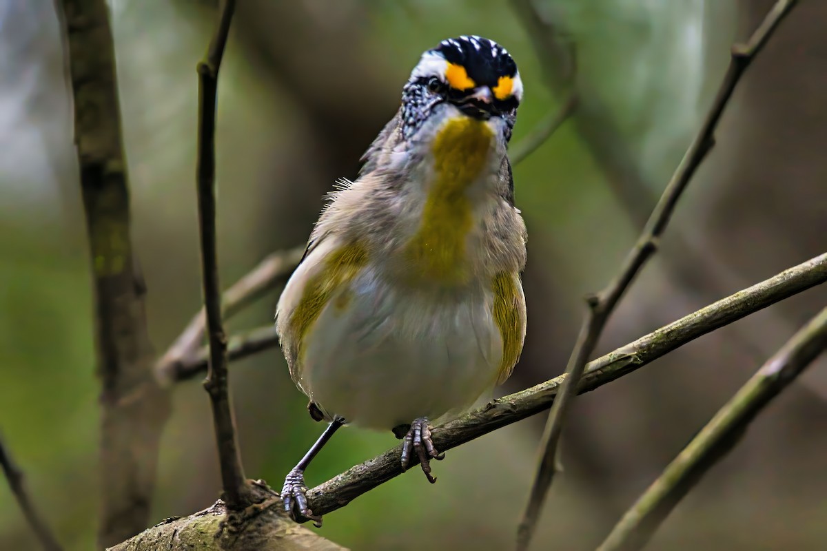 Striated Pardalote (Eastern) - ML643477858