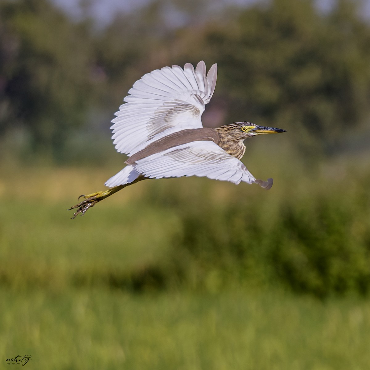 インドアカガシラサギ - ML643477874
