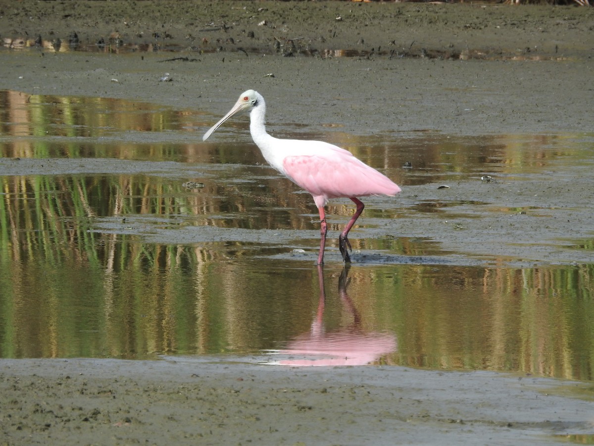 Pembe Kaşıkçı - ML643477898