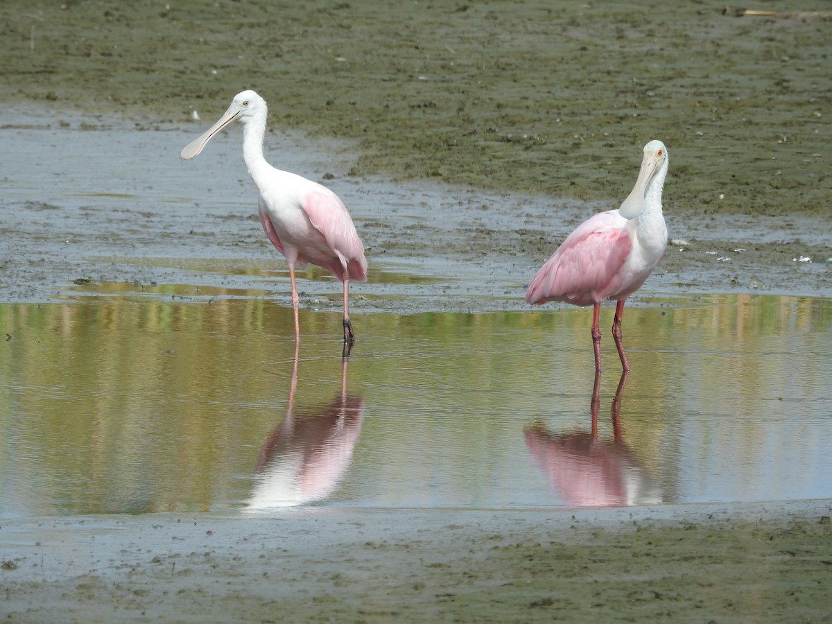 Pembe Kaşıkçı - ML643477900