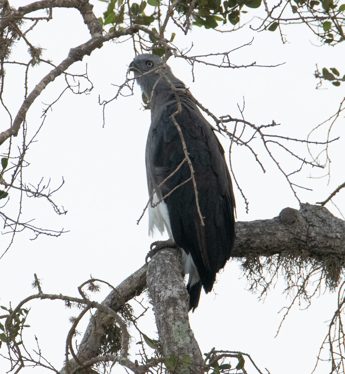 Gray-headed Fish-Eagle - ML643477938