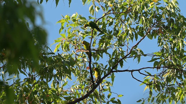 Olive-headed Lorikeet - ML643477949