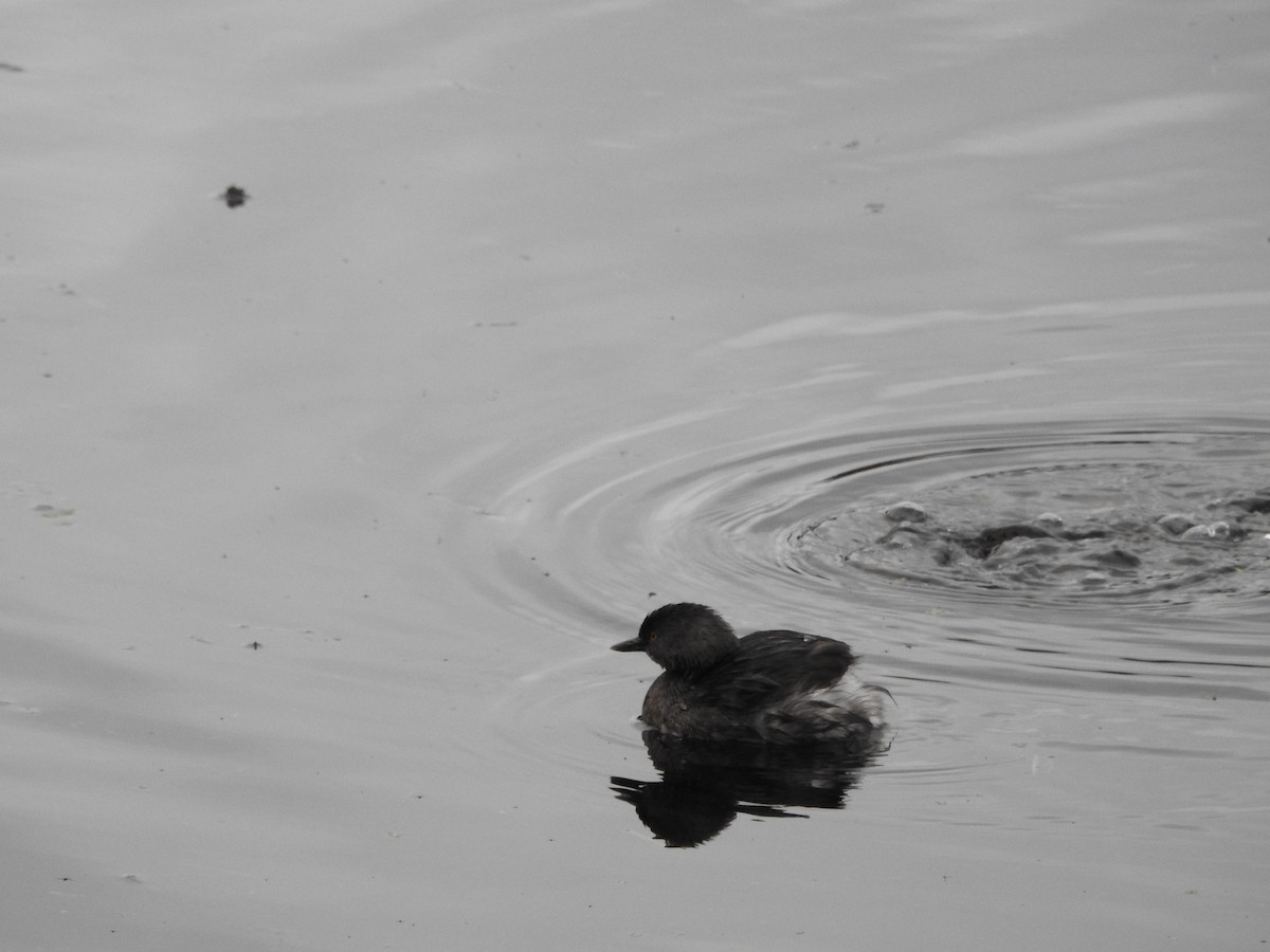 Least Grebe - ML643477950