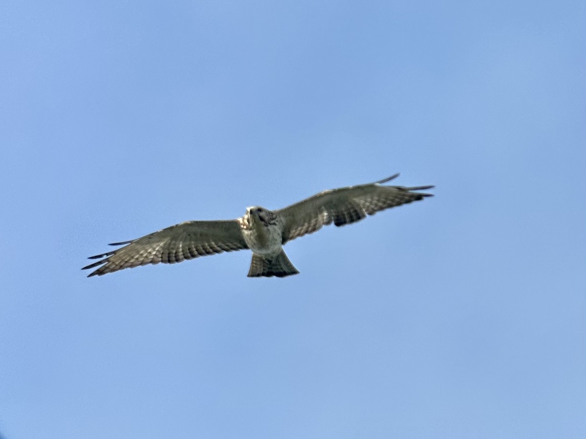 Broad-winged Hawk - ML643477965