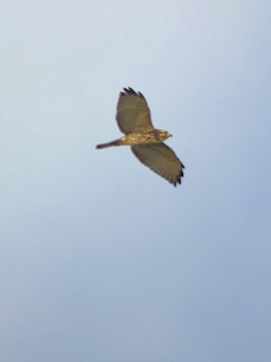 Broad-winged Hawk - ML643477966