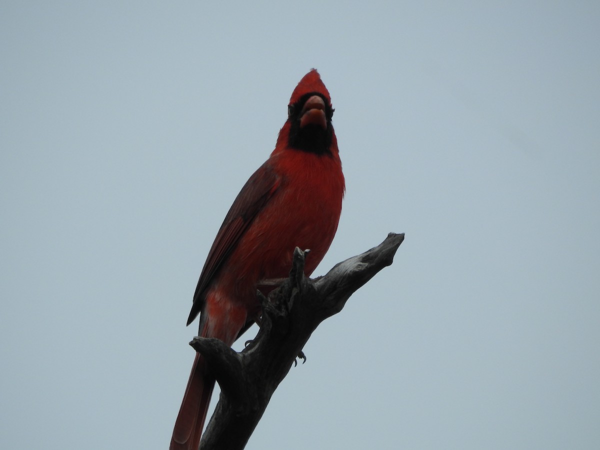 Northern Cardinal - ML643477972