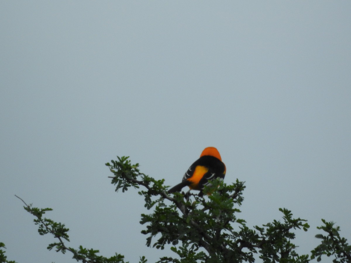 Altamira Oriole - ML643477973