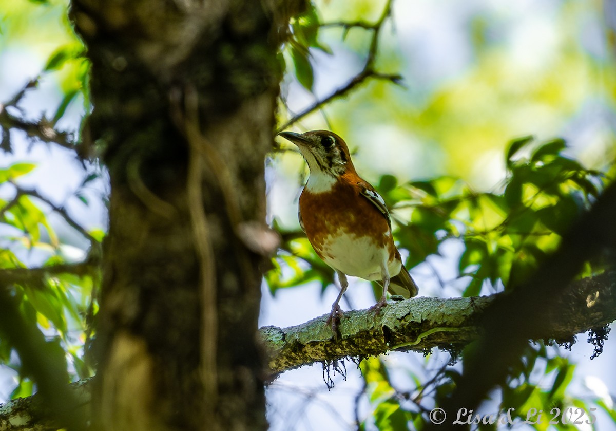 Orange-banded Thrush - ML643477975