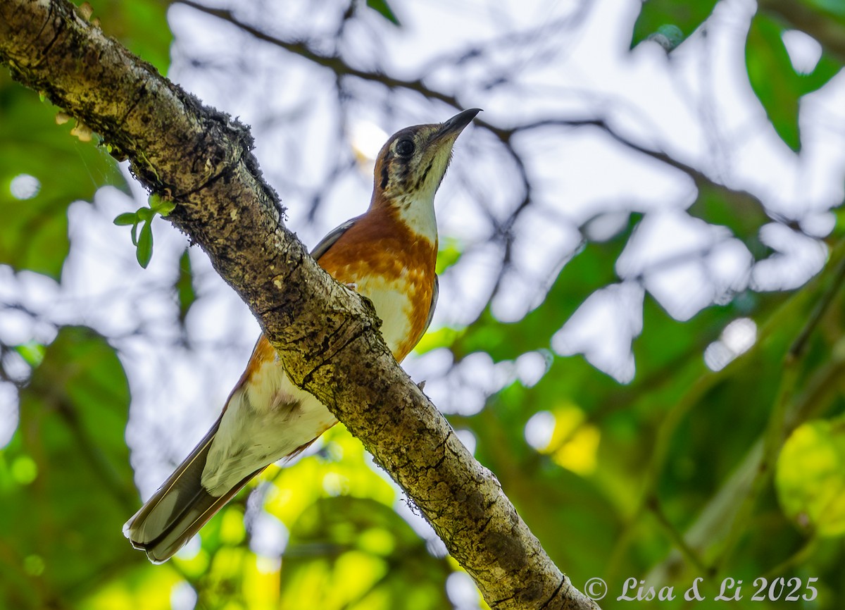 Orange-banded Thrush - ML643477976